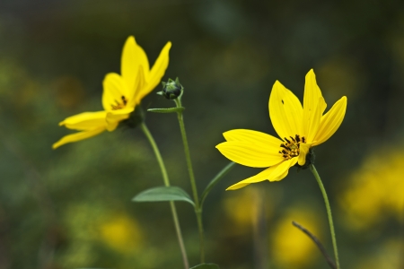 Black-eyed Susan flowersの写真素材