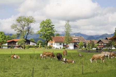 bavarian cows in Schwangauの写真素材