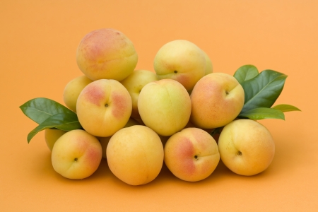 apricotsの写真素材