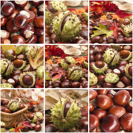 Autumn collage with different picturesの写真素材