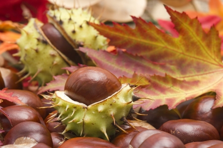 chestnuts and autumn leavesの写真素材