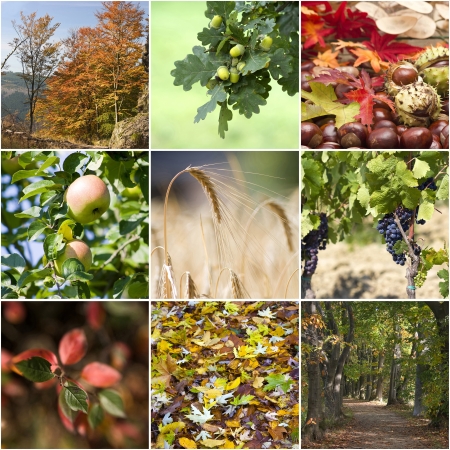 Autumn collage with different autumn pictures の写真素材