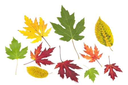 collection of colorful autumn leaves isolated on white background 