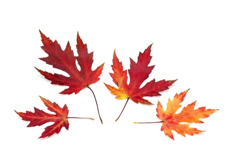 maple autumn leaves isolated on whiteの写真素材