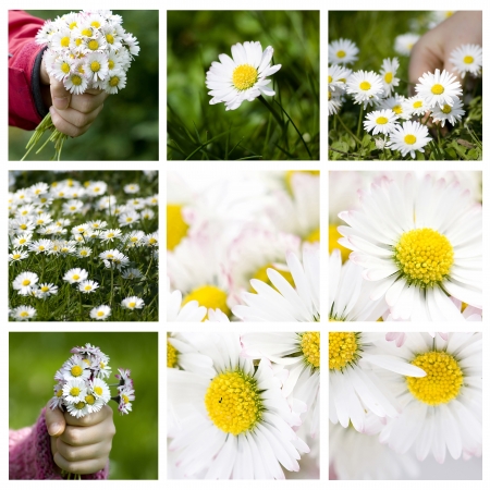 Collection of daisies - spring collageの写真素材
