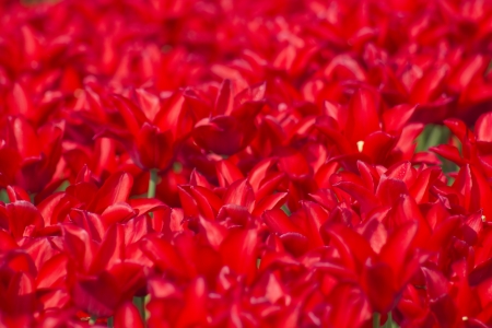 tulip field in the Netherlandsの写真素材