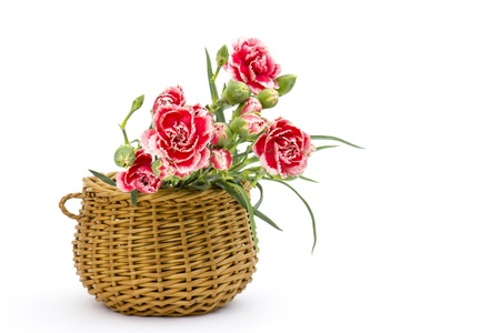 Carnations in a basket on white backgroundの写真素材