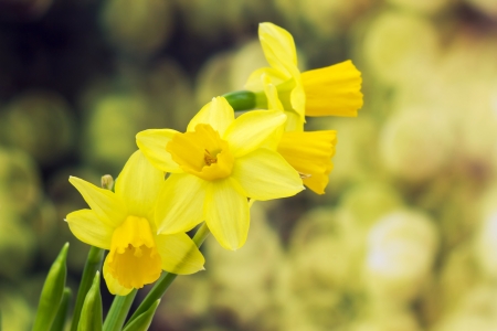 Yellow daffodilsの写真素材