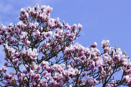 blooming magnolia treeの写真素材