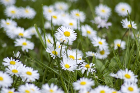 blooming daisiesの写真素材