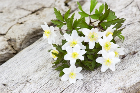 snowdrop Anemone (Anemone sylvestris) の写真素材