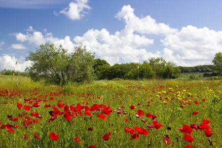 spring in Tuscany, landscape with poppiesの写真素材