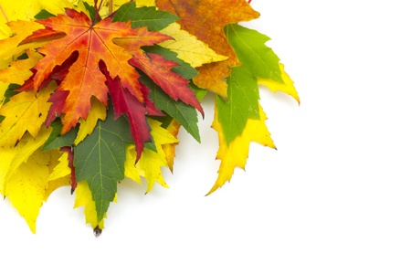 maple autumn leaves
