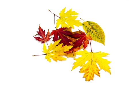 collection of colorful autumn leaves isolated on white background の写真素材