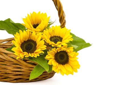 Beautiful sunflower bouquet in a basket (Helianthus)の写真素材