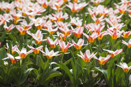 Beautiful tulips in Keukenhof Gardenの写真素材