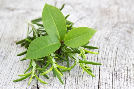 fresh herbs - rosemary and bay laurelの写真素材