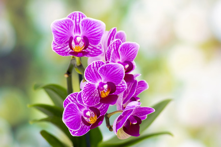 Beautiful pink orchid  - phalaenopsisの写真素材