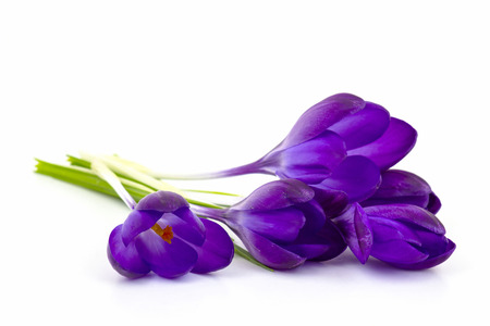 crocus on white background - fresh spring flowersの写真素材