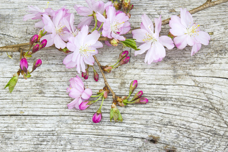 Spring blossom on rustic wooden plankの写真素材