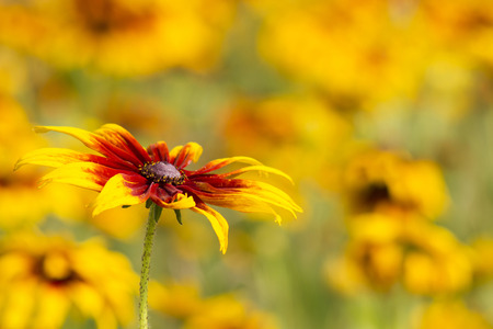 Rudbeckia flowers in natureの写真素材