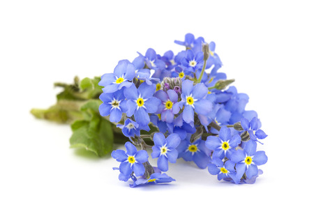 forget me not flowersの写真素材