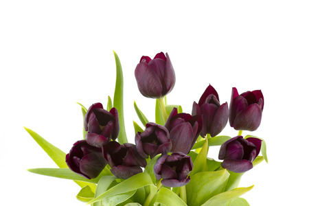 purple tulips on white backgroundの写真素材
