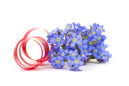 forget me not flowersの写真素材