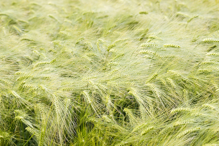 barley fieldの写真素材