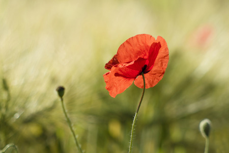 wild poppy flowerの写真素材