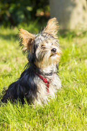 yorkshire terrierの写真素材