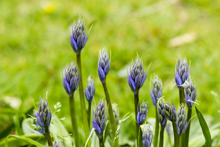 bluebells (Hyacinthoides non-scripta)の写真素材