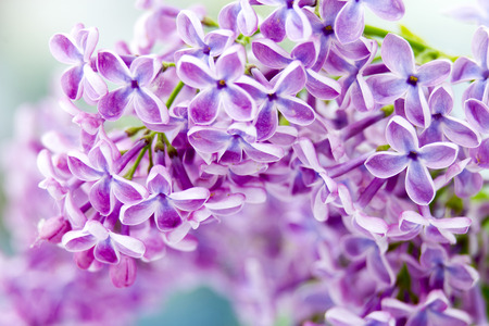 Blooming lilac flowers. Abstract background. Macro photo.の写真素材