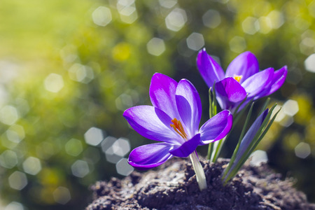 crocus - one of the first spring flowersの写真素材