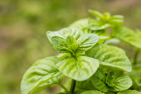 Mint plant grown at garden, selective focus