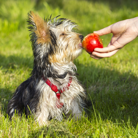 yorkshire terrier is eating appleの写真素材