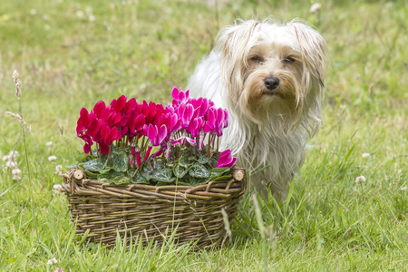 cyclamen persicum in a basket and yorkshire terrierの写真素材