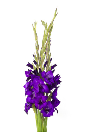 purple gladiolus flowers on white backgroundの写真素材