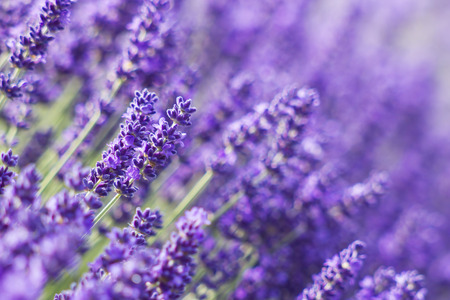 lavender flowersの写真素材