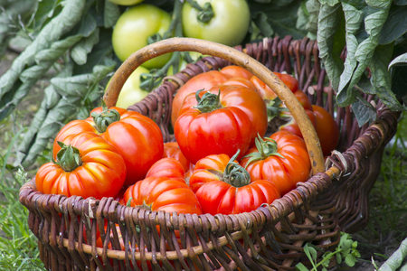 basket full of freshly harvested tomatoesの写真素材