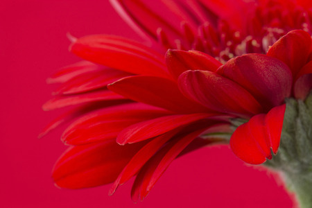 red gerbera flowerの写真素材