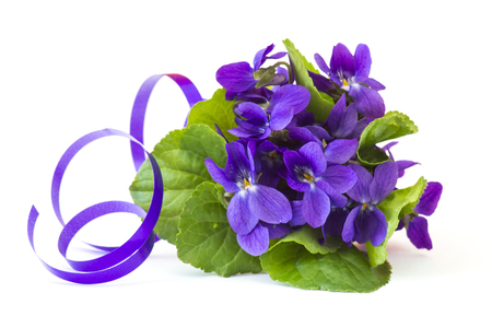 Viola odorata -  spring flowers bouquet の写真素材