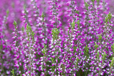 Autumn heatherの写真素材