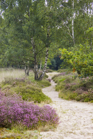National Park Maasduinen in the Netherlands.の写真素材