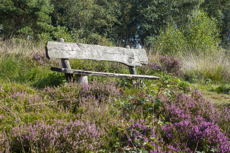 Heathland in National Park Maasduinen in the Netherlandsの写真素材