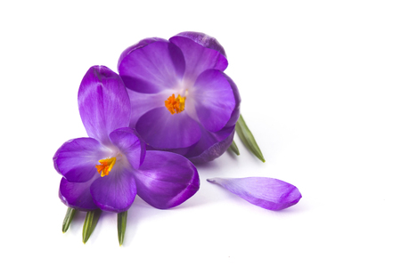 crocus - one of the first spring flowersの写真素材