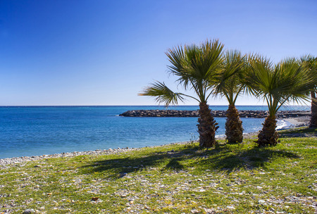 Palm trees on a beach in Almunecar, Andalusia region, Costa del Sol, Spainの写真素材