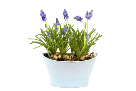 flowering common grape hyacinths in a flower pot on white backgroundの写真素材