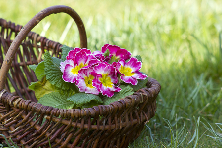 Blossoming pink primrose in a basketの写真素材