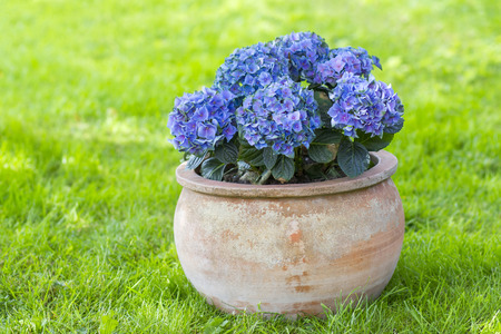 Hortensia flowers in a clay pot